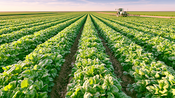 Lush Agricultural Landscape with Tractor in Cultivated Field