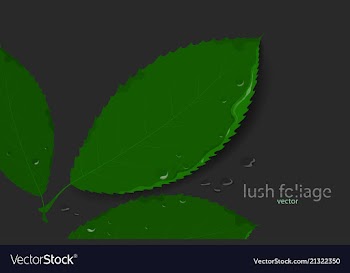 Lush foliage vector image