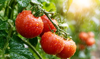Lush Garden Ripe Tomatoes with Raindrops