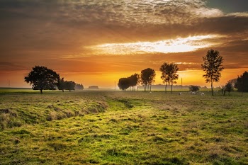 lush grass field photo during golden hour