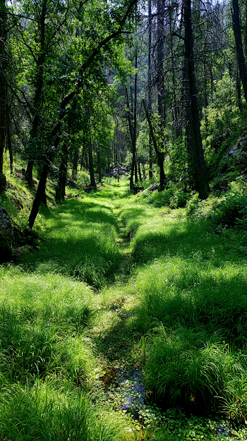 Lush Green Forest Oasis