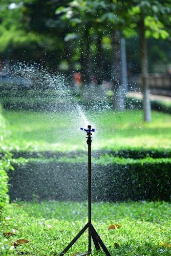 Lush Green Garden with Sprinkler