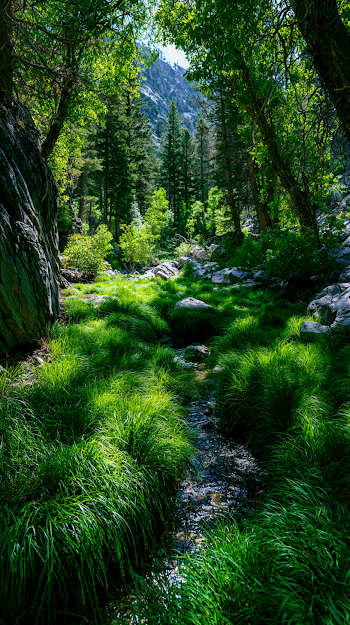 Lush Green Grass in a Forest Oasis