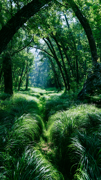 Lush Green Grass in a Forest Oasis
