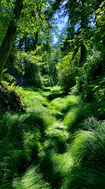 Lush Green Grass in a Serene Forest Oasis