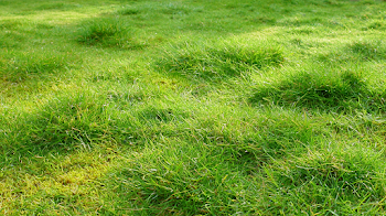 Lush Green Lawn Close-Up