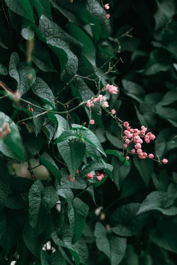 Lush green leaves and pink flowers of blooming Antigonon leptopus plant · Free Stock Photo