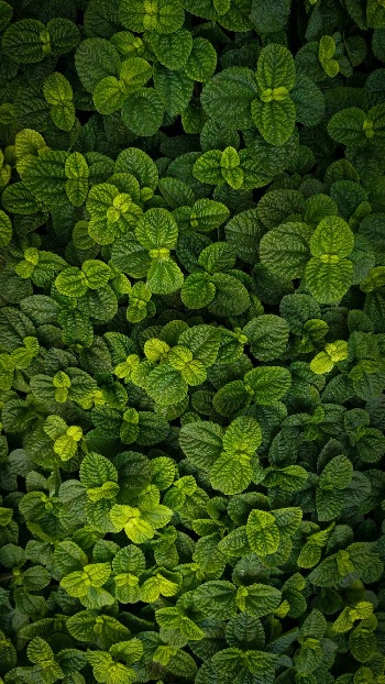 Lush Green Leaves of Mint Plants
