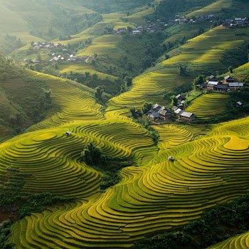 Lush Green Terraced Rice Fields in Scenic Landscape