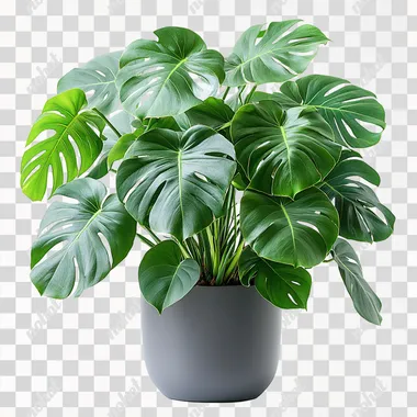 Lush Indoor Plant with Abundant Green Leaves