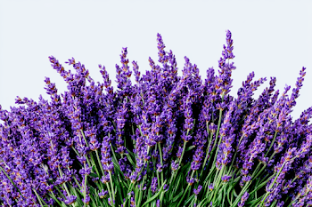 Lush Lavender Bouquet Against Clear Sky