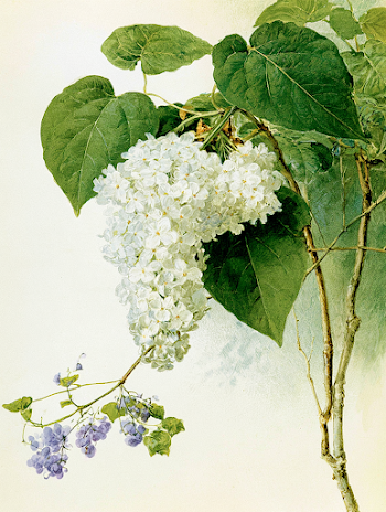 Lush Lilac Branches in Bloom