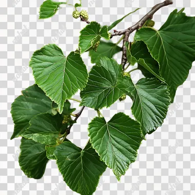Lush Mulberry Leaves: A Whole Plant with Vibrant Green Foliage Lush Mulberry Leaves: A Whole Plant with Vibrant Green Foliage