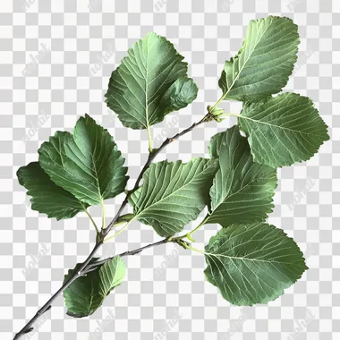 Lush Mulberry Plant: Whole, Branching Leaves Without Fruit Lush Mulberry Plant: Whole, Branching Leaves Without Fruit