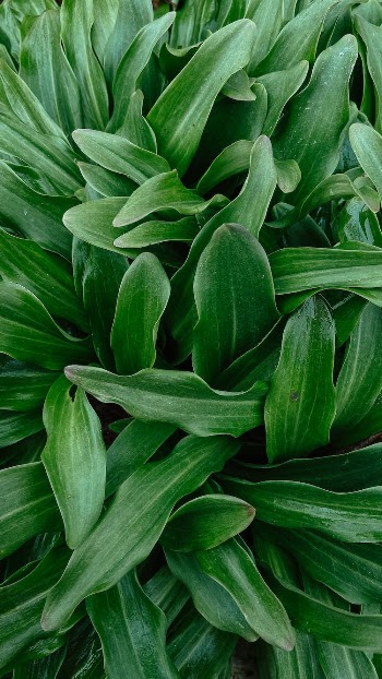 Lush of Green Leaves
