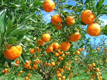 Lush Orange Orchard Under Blue Sky