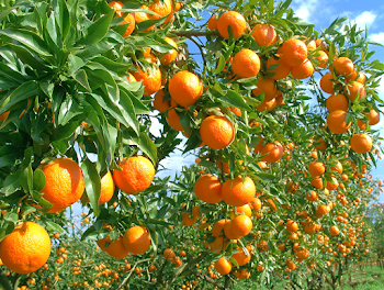 Lush Orange Orchard Under Blue Sky