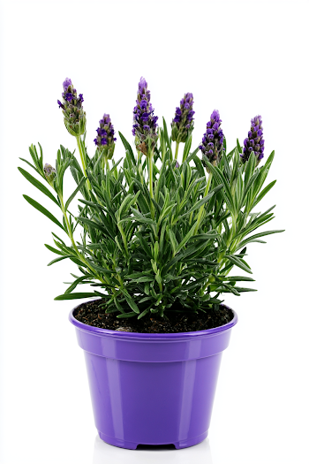 Lush Potted Lavender Plant Against White Background