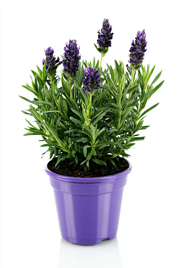 Lush Potted Lavender Plant on White Background