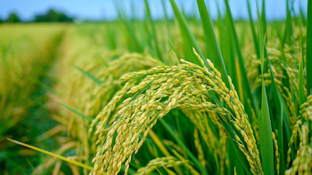 Lush Rice Paddy Field Close-Up