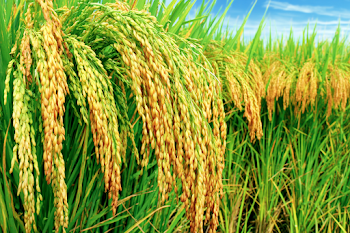 Lush Rice Paddy Field Close-Up