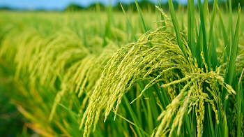 Lush Rice Paddy Field Close-Up