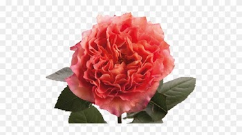 Lush Rose Flower Cartoon Transparent Material - Free Spirit Pink Rose