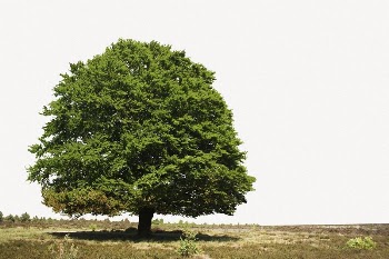 Lush tree  border collage | Free PSD - rawpixel
