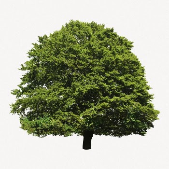 Lush tree collage element, nature | Free PSD - rawpixel