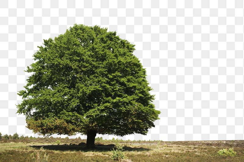 Lush tree png border sticker, | Free PNG - rawpixel