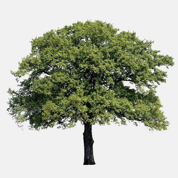 Lush tree sticker psd, white | Free PSD - rawpixel
