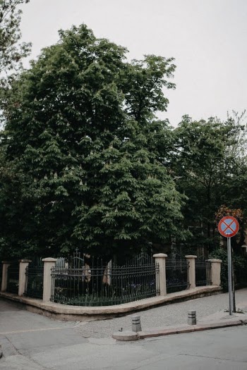 Lush trees in park behind fence · Free Stock Photo