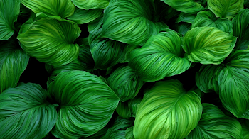 Lush Tropical Foliage Close-Up