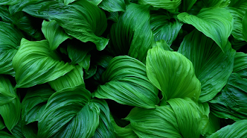 Lush Tropical Foliage Close-Up