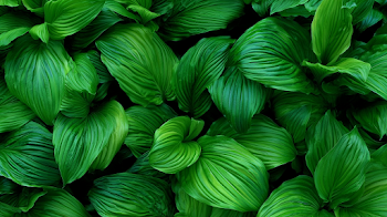 Lush Tropical Foliage Close-Up
