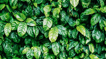 Lush Tropical Foliage Wall