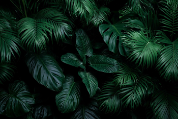 Lush Tropical Jungle Foliage
