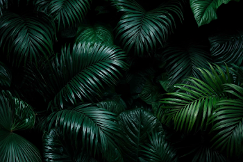 Lush Tropical Jungle Foliage