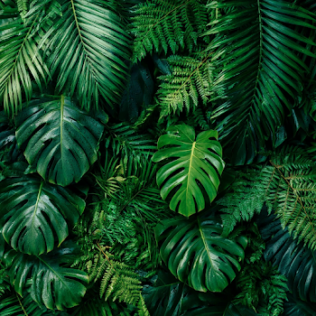 Lush Tropical Leaf arrangement