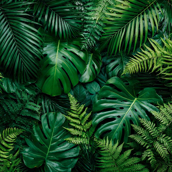Lush Tropical Leaf Flat Lay Background