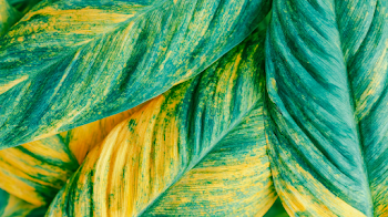Lush Tropical Plant Leaves Close-Up