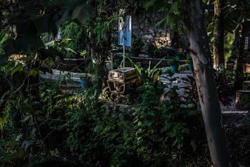 Lush Vegetation