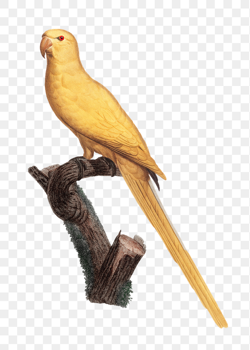 Lutino parakeet parrot png bird | Free PNG Illustration - rawpixel