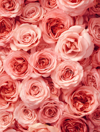 Luxurious Pastel Red Roses Flat Lay Backdrop