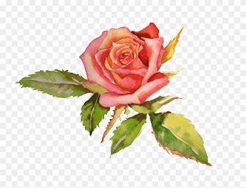 Luxury Rose Cream - Paint A Rose In Watercolor