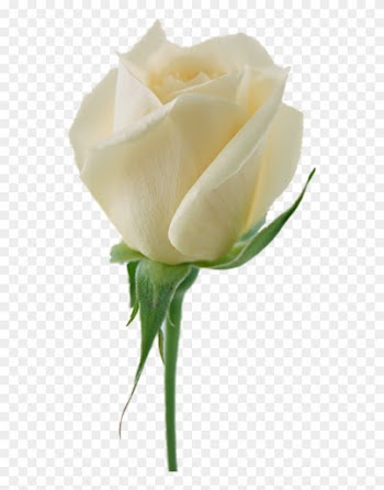 Luxury Stock Of White Rose Flowers Pictures White Roses - Roses Png