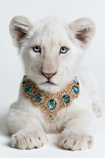 Luxury White Lion Cub Adorned with Gemstone Necklace