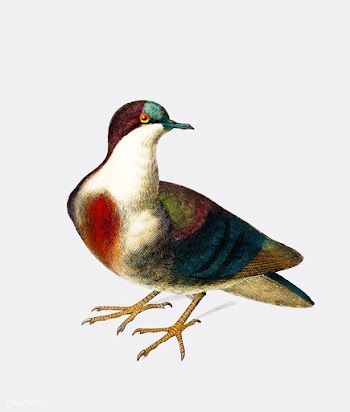 Luzon bleeding-heart (Gallicolumba luzonica) .. | Free stock vector - 467566
