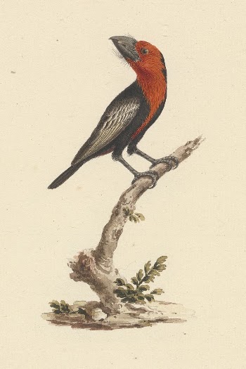 Lybius guifsobalito (Black-billed Barbet) by Luigi | Free Photo - rawpixel