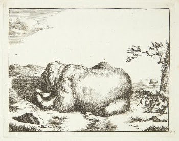 Lying bear, seen in profile, | Free Photo - rawpixel